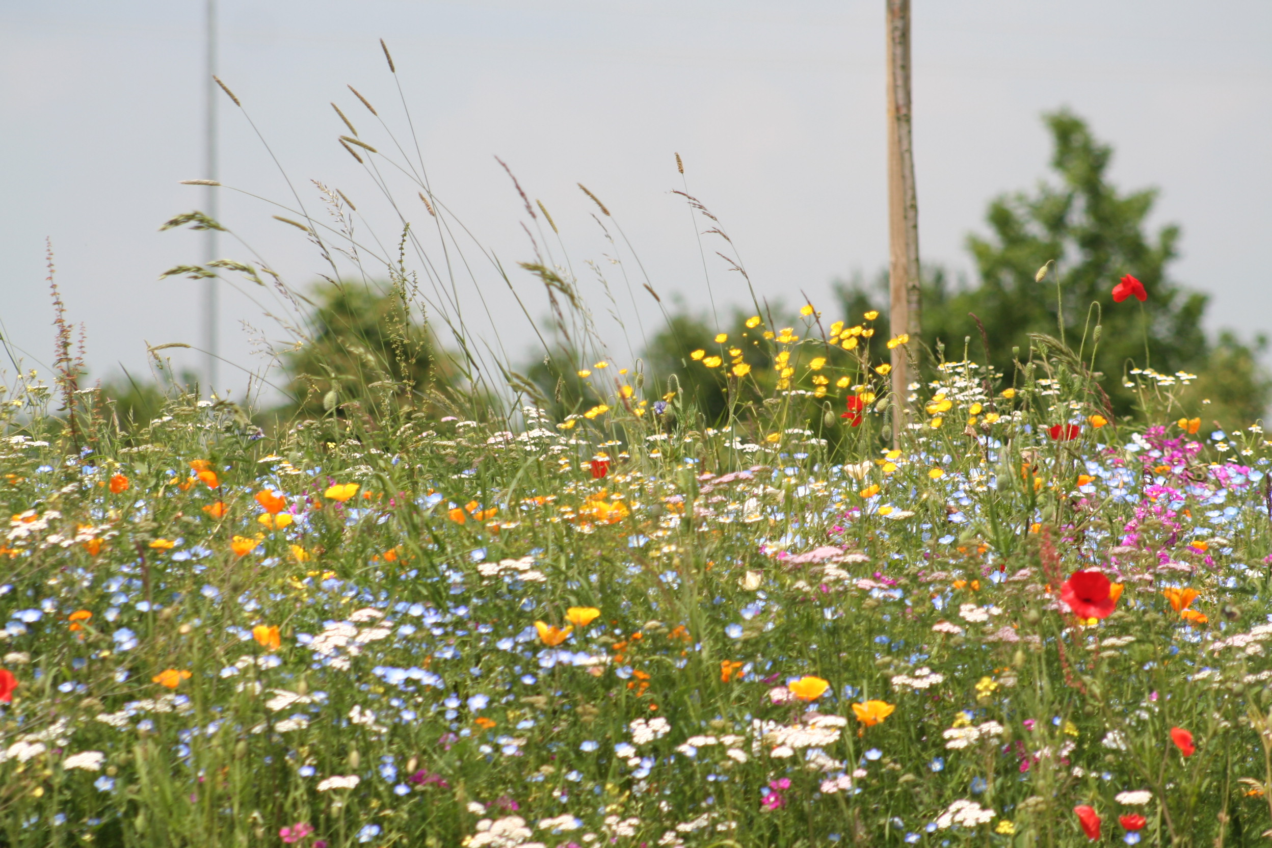 Nova Flore Champigné Les Hauts d’Anjou Solutions Naturelles prairie fleurie