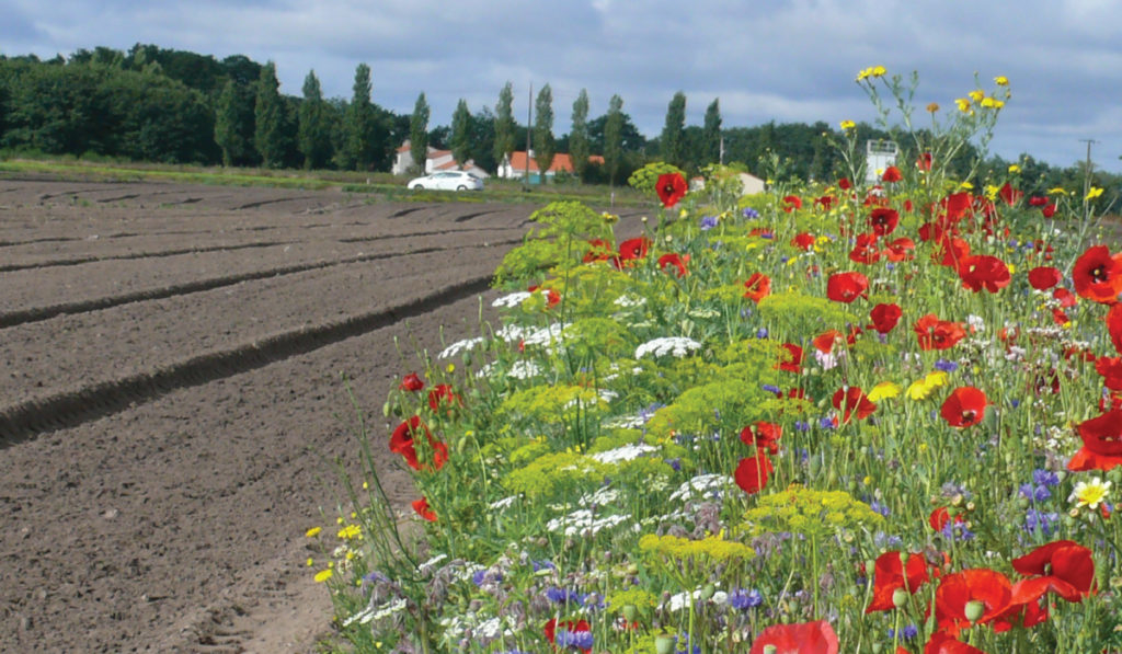 Nova Flore Champigné Les Hauts d’Anjou Solutions Naturelles Alternatives Insecticides