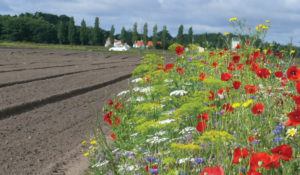 Nova Flore Champigné Les Hauts d’Anjou Solutions Naturelles Alternatives Insecticides