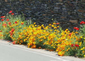 Nova Flore Champigné Les Hauts d’Anjou Solutions Naturelles Diminuer Coûts de Gestion