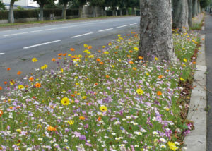 Nova Flore Champigné Les Hauts d’Anjou Solutions Naturelles Diminuer Coûts de Gestion