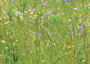 Nova Flore Champigné Les Hauts d’Anjou Solutions Naturelles Enrichir Protéger Durablement Sols