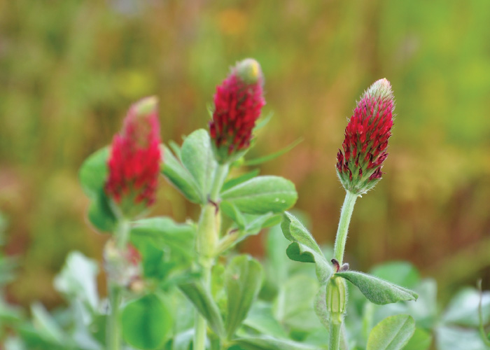 Nova Flore Champigné Les Hauts d’Anjou Solutions Naturelles Enrichir Protéger Durablement Sols