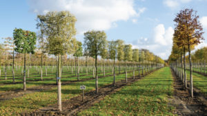 Nova Flore Champigné Les Hauts d’Anjou Solutions Naturelles Gestion Ecologique Economique Plantation