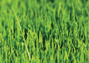 Nova Flore Champigné Les Hauts d’Anjou Solutions Naturelles Gestion Ecologique Sols Sportifs