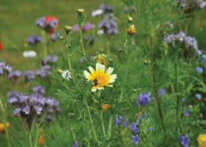 Nova Flore Champigné Les Hauts d’Anjou Solutions Naturelles Préserver Pollinisateurs