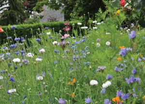 Nova Flore Champigné Les Hauts d’Anjou Solutions Naturelles Préserver Pollinisateurs