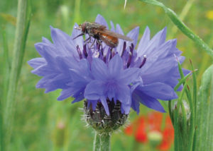 Nova Flore Champigné Les Hauts d’Anjou Solutions Naturelles Préserver Pollinisateurs