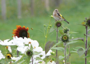 Nova Flore Champigné Les Hauts d’Anjou Solutions Naturelles Protéger les oiseaux