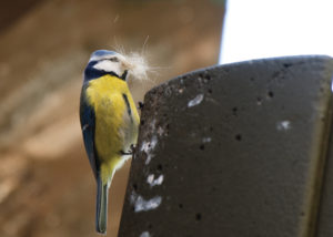 Nova Flore Champigné Les Hauts d’Anjou Solutions Naturelles Protéger les oiseaux