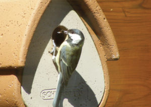 Nova Flore Champigné Les Hauts d’Anjou Solutions Naturelles Protéger les oiseaux