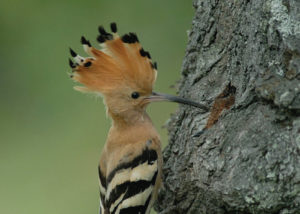 Nova Flore Champigné Les Hauts d’Anjou Solutions Naturelles Protéger les oiseaux