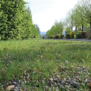 Nova Flore Champigné Les Hauts d’Anjou Solutions Naturelles Végétalisation