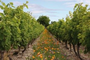 Nova Flore Champigné Les Hauts d’Anjou Solutions Naturelles Marché Agricole