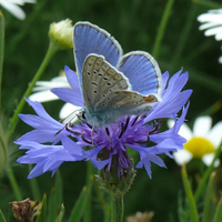 papillon NOVA FLORE PROFESSIONNEL CHAMPIGNE LES HAUTS D ANJOU PAPILLION