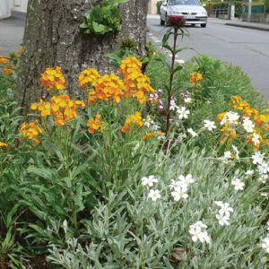 NOVA FLORE PROFESSIONNEL CHAMPIGNE LES HAUTS D ANJOU VEGETALISATION PIED D ARBRE