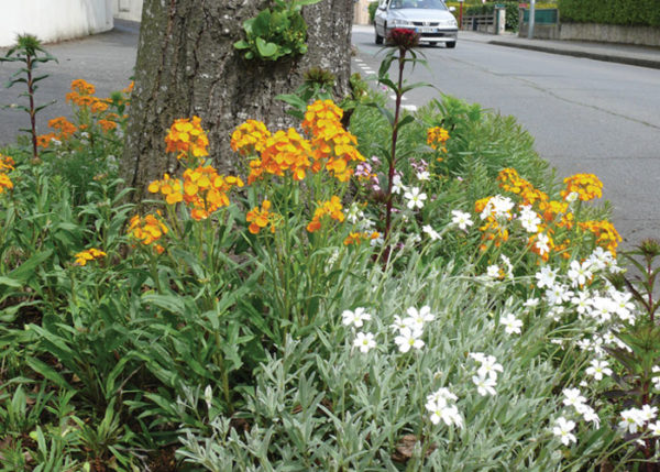 NOVA FLORE PROFESSIONNEL CHAMPIGNE LES HAUTS D ANJOU VEGETALISATION PIED D ARBRE