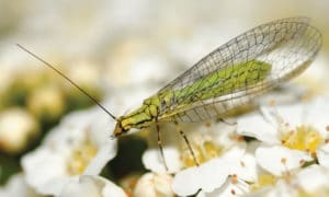 NOVA FLORE PROFESSIONNEL CHAMPIGNE LES HAUTS D ANJOU ALTERNATIVES INSECTICIDES