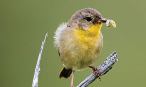 NOVA FLORE PROFESSIONNEL CHAMPIGNE LES HAUTS D ANJOU SAUVEGARDER LES OISEAUX