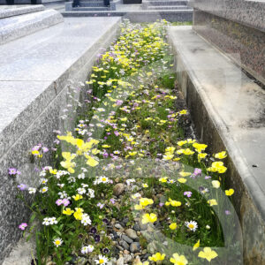 Bio Couv' Cimetière Connect