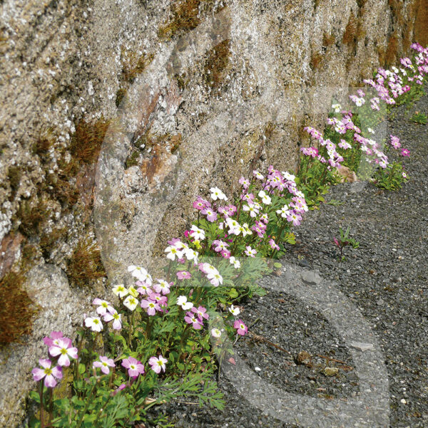 Bio Couv' Fissures Connect