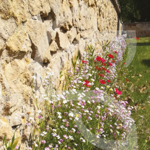 Bio Couv' Pied de mur Connect