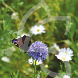 Bio Couv' Pollinisateurs Connect