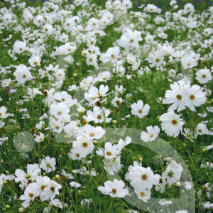 Camaïeu Blanc et Crème Connect