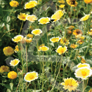 Camaïeu Jaune Connect