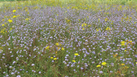 NOVA FLORE PROFESSIONNEL CHAMPIGNE LES HAUTS D ANJOU VEGETALISATION PELOUSE ACIDE