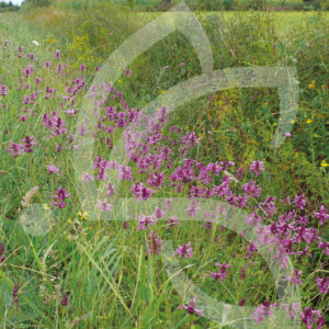 Hexa'Flore Lisières Acides Connect