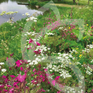 Hexa'Flore Lisières Riches Connect
