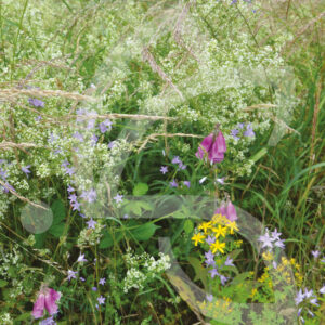 Hexa'Flore Lisières Sèches Connect