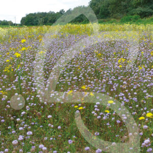 Hexa'Flore Pelouses Acides Connect