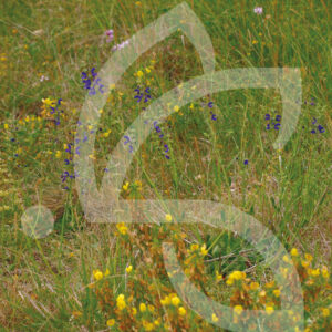 Hexa'Flore Pelouses Calcaires Connect