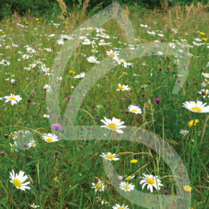 Hexa'Flore Prairies Classiques Connect
