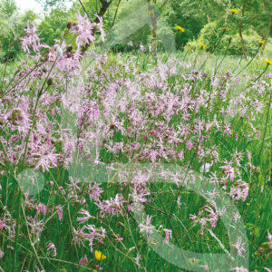 Hexa'Flore Prairies Humides Connect