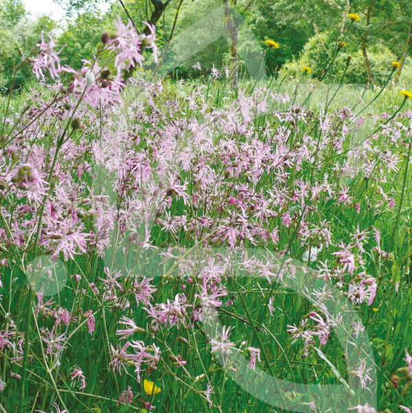 Hexa'Flore Prairies Humides Connect