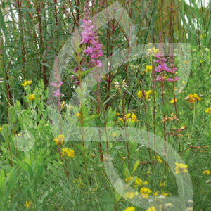 Hexa'Flore Prairies Humides Hautes Connect