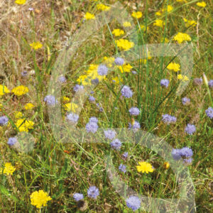 Hexa'Flore Sables et Graviers Connect
