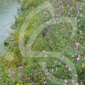 Natura Noues et Bassins Tampons Connect