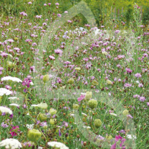 Natura Papillons Connect