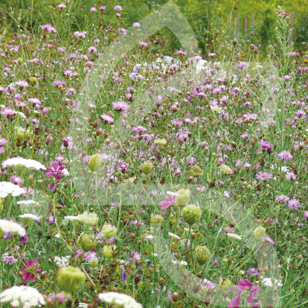 Natura Papillons Connect