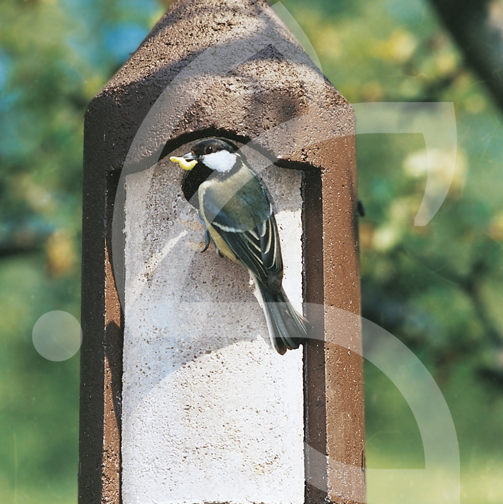 Whaline Lot de 2 nichoirs à oiseaux à construire et à peindre avec  carillons éoliens, mangeoire