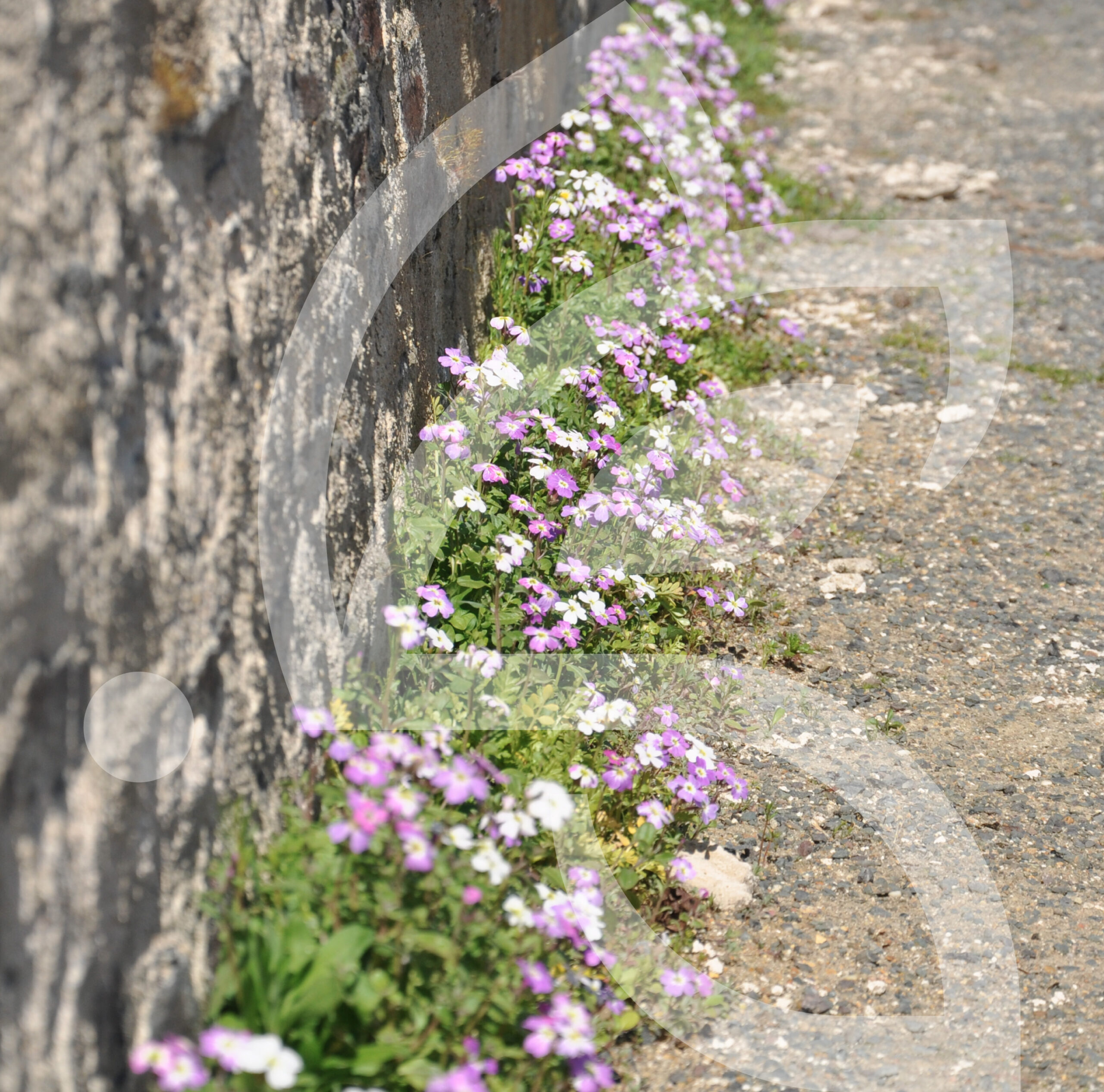 Bio Couv' Fissures Connect