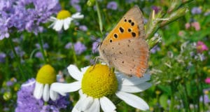 NOVA FLORE PROFESSIONNEL CHAMPIGNE LES HAUTS D ANJOU BIODIVERSITE