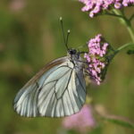 NOVA FLORE PROFESSIONNEL CHAMPIGNE LES HAUTS D ANJOU PAPILLION