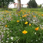 NOVA FLORE PROFESSIONNEL CHAMPIGNE LES HAUTS D ANJOU ALTERNATIVES AUX HERBICIDES