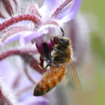 NOVA FLORE PROFESSIONEL CHAMPIGNE LES HAUTS D ANJOU POLLINISATEUR