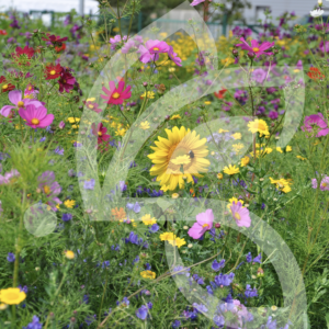 Miellée Annuelles et Vivaces Connect